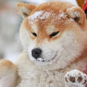 忘情仙人